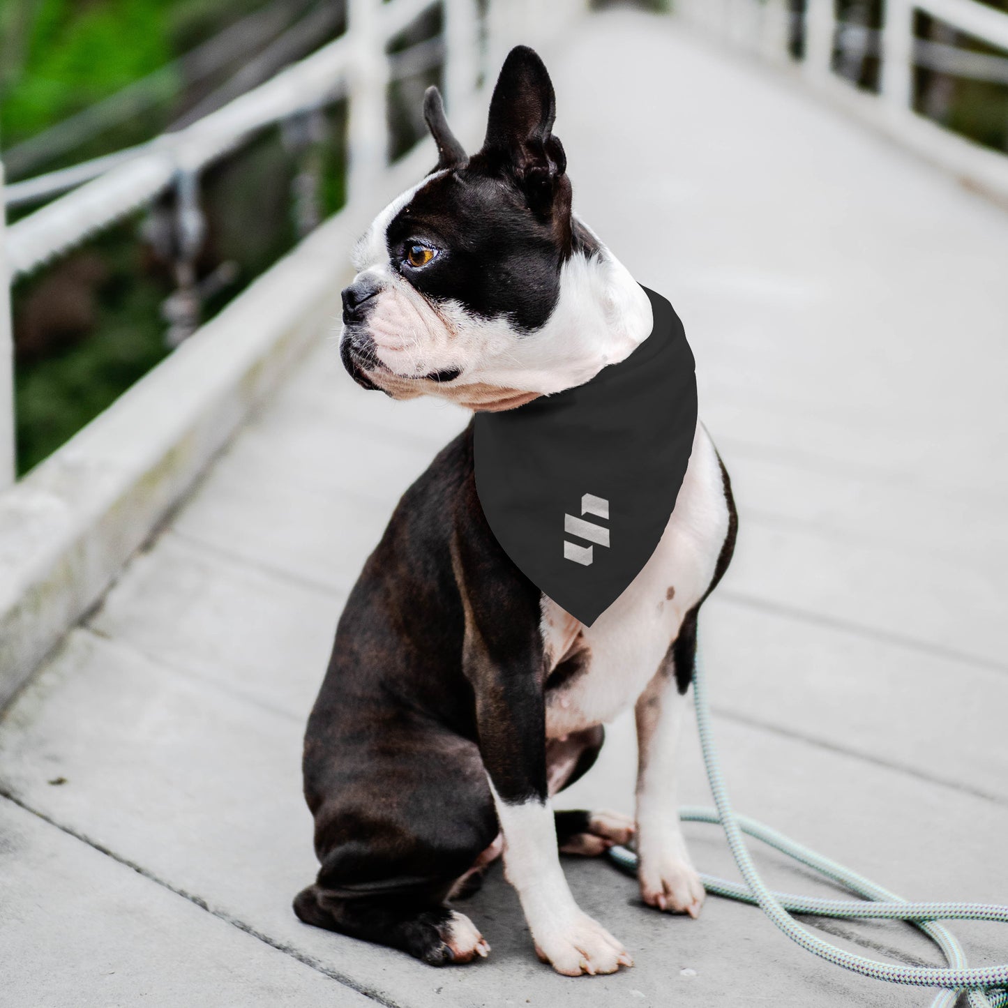 Sightbox Pet Bandana